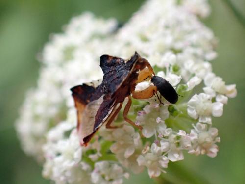 Phymata crassipes